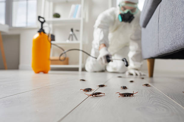 Commercial Rodent Management in Akron